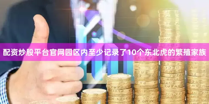 配资炒股平台官网园区内至少记录了10个东北虎的繁殖家族